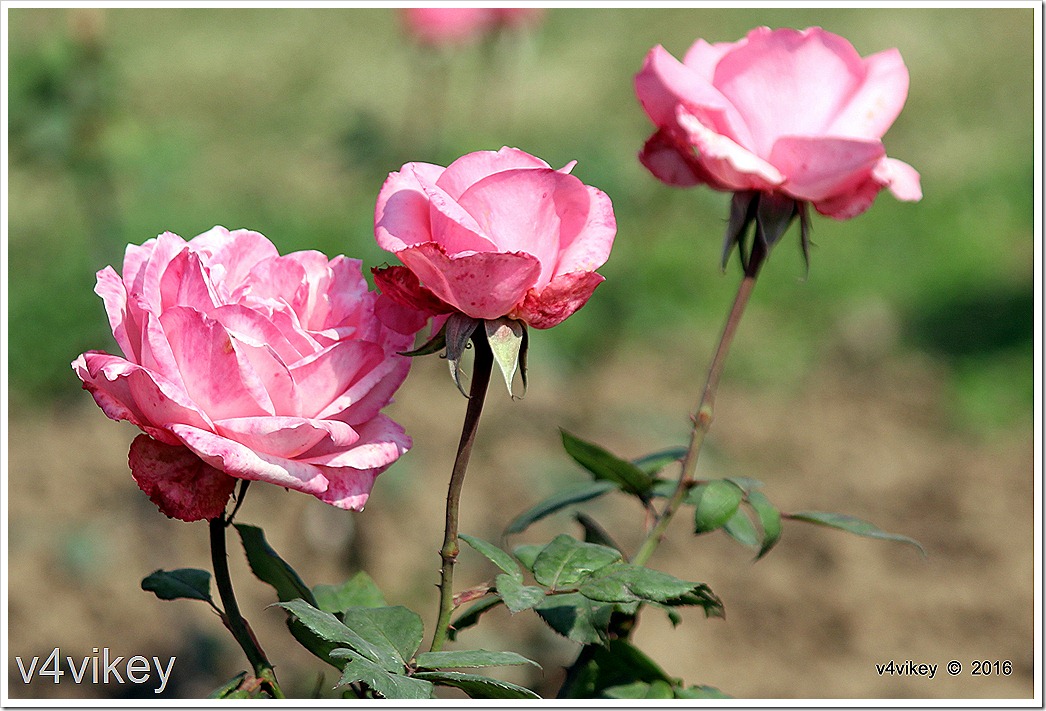 Landmark Rose Flowers